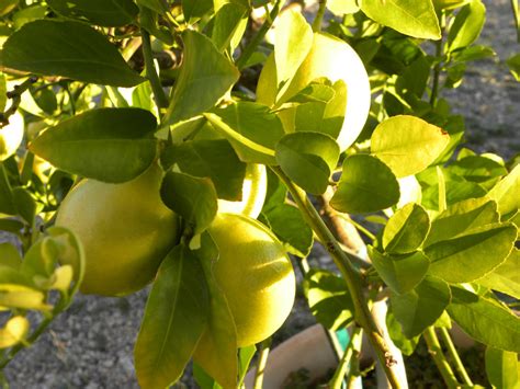 Dianes Texas Garden Lemon Tree