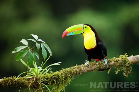 Discover Why The Toucans In Costa Rica Are Absolutely Stunning News