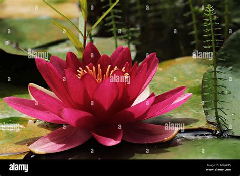 Most Beautiful Blue Water Lily Flower In The Garden Stock Photo Alamy