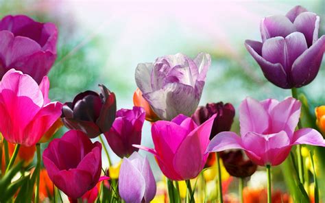 Purple Tulips Flowers Wallpapers ~ Desktop Wallpaper