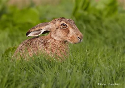 Chilled Hares I Love To Photograph Brown Hares During The Late Summer