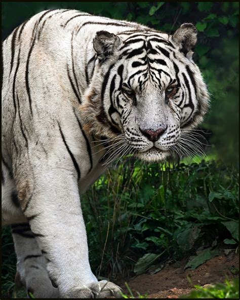 White Bengal Tiger Creation Kingdom Zoo