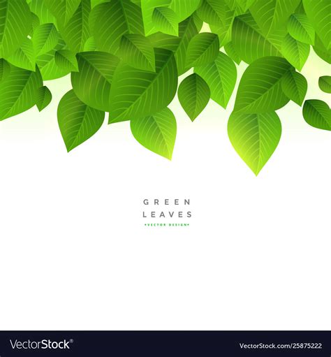 Green Leaves Background Design With Text Space Vector Image
