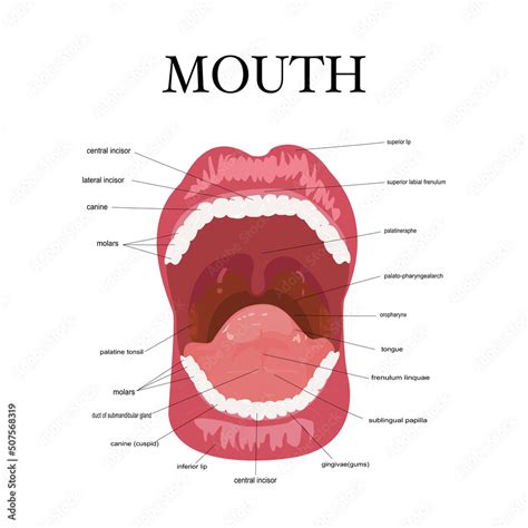 Plakat Visual Aid Of Human Open Mouth Anatomy And Dentistry Structure Of Oral Cavity Human