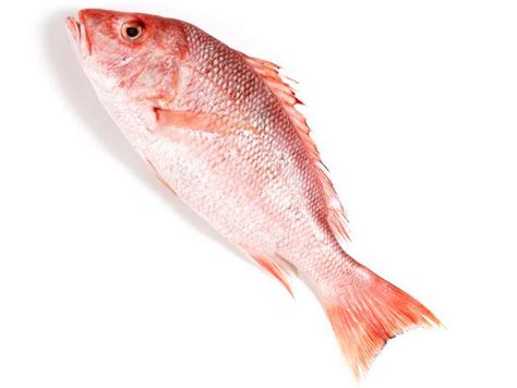 Shore Fresh Red Snapper 1kg Not Descaled Ghanas Foremost Online