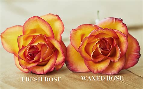 Here are some helpful tips when it comes to preserving flowers. How To Preserve Roses With Wax Video Instructions | The WHOot