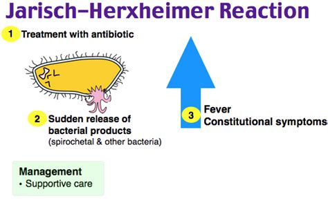 The reaction occurs within 24 hours of antibiotic treatment of spirochete infections, including syphilis, leptospirosis, lyme disease, and relapsing fever. jarisch herxheimer reaction - Google Search | Pharmacology ...