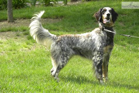 New york english setter breeders & kennels | new york english setters for sale. English Setter puppy for sale near Worcester / Central MA ...