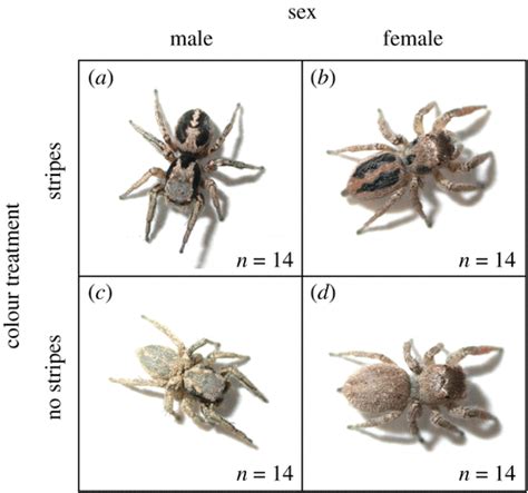 Sexually Dimorphic Dorsal Coloration In A Jumping Spider Testing A