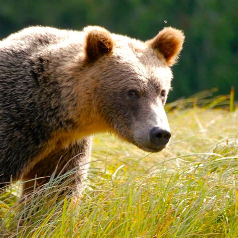A Woman Was Planting Trees When A Grizzly Bear Attacked Her