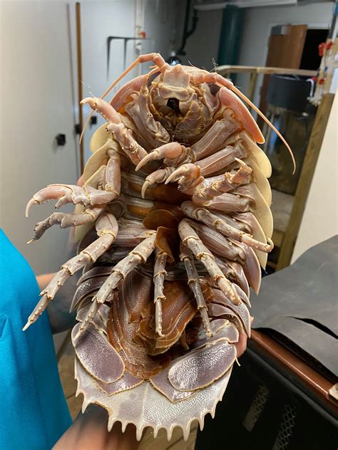 giant isopod