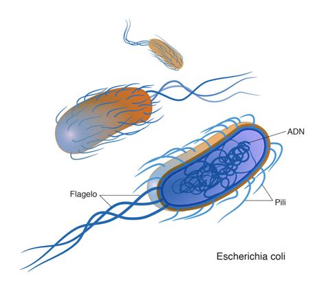 Esquema De Una Bacteria ¡fotos And Guía 2021