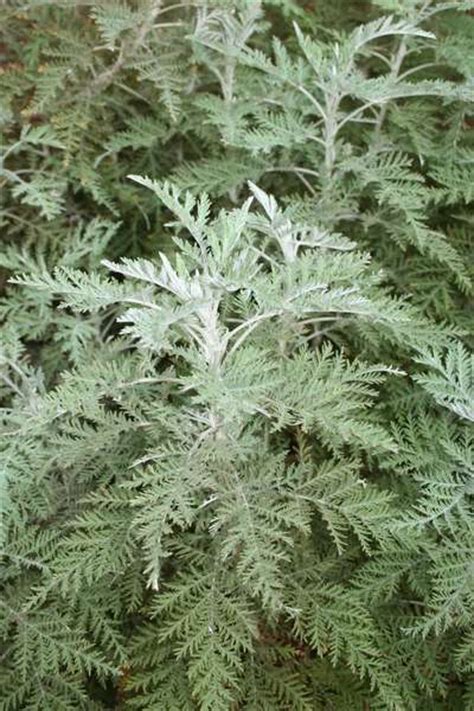 Easy to install and use. WORMWOOD - AFRICAN (Artemisia afra)