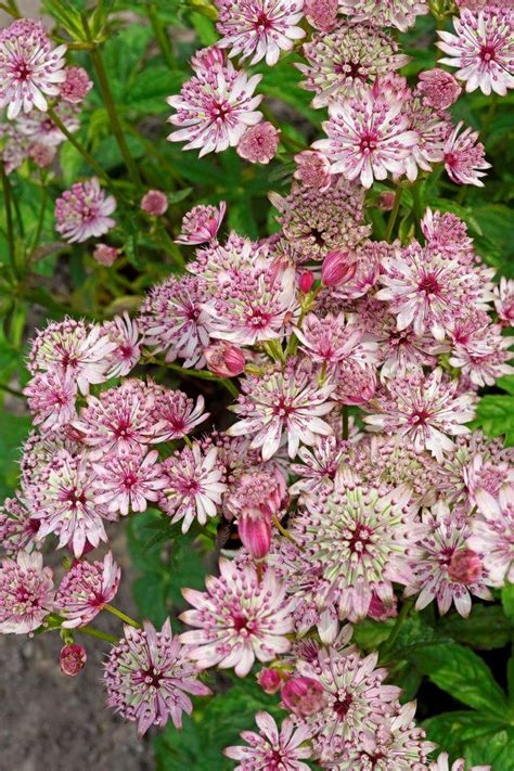 Isotähtiputki Sparkling Stars Pink Astrantia Major FlÖr Verkkokauppa