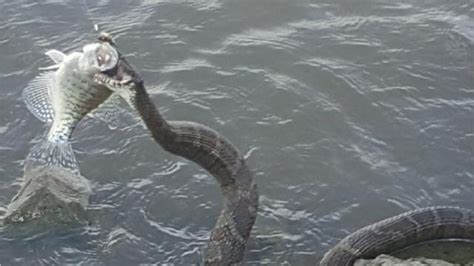 Iowa Couple Finds Pretty Big Snake Devouring Fish Along River Bank