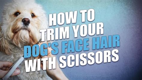 This beard style emphasizes your chin's significance. How To Trim Your Dog's Face Hair with Scissors - YouTube