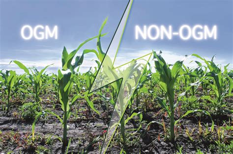 Agency id award range application range; OGM : Aux États membres de trancher ! | Cultivar