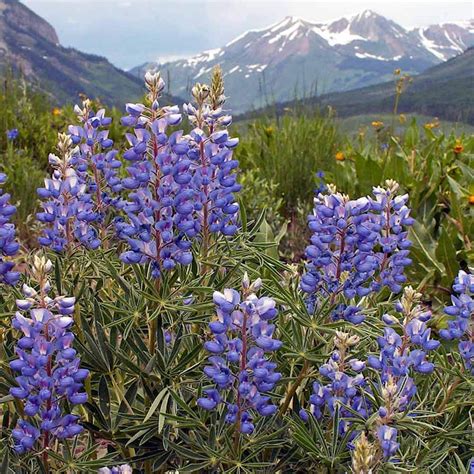 Lupine Flower