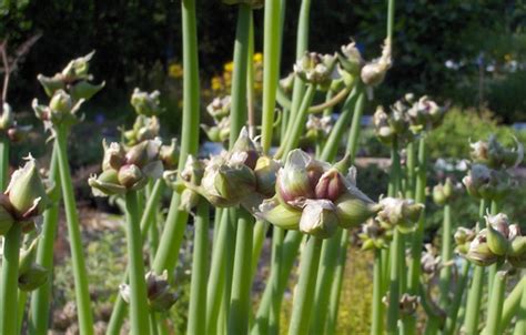 Allium X Proliferum Rindeline Sibul Helga Ee
