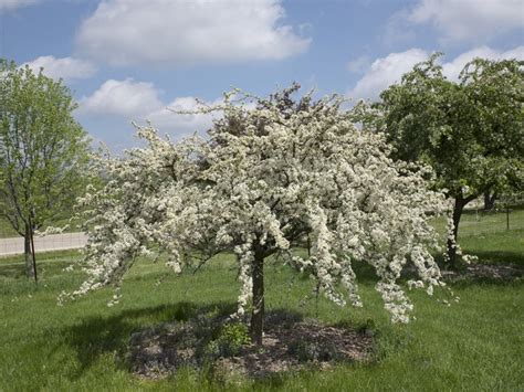 Crabapple Trees How To Grow And Care For Flowering Crabapples