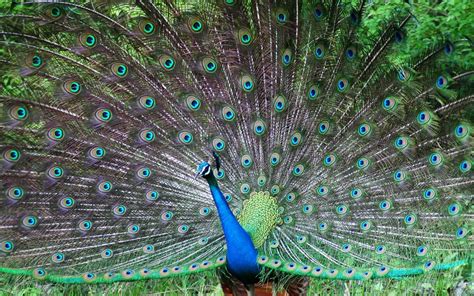 Indian Peafowl Wallpaper High Definition High Quality Widescreen