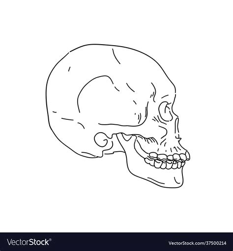 Human Skull Side View Hand Drawn Line Art Vector Image