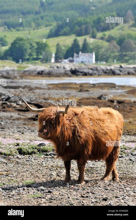 United Kingdom Scotland Isle Of Mull Highland Cow Stock Photo Alamy