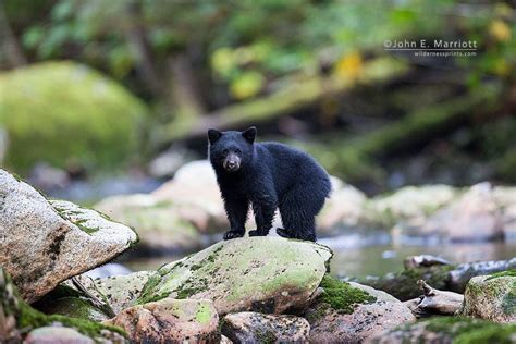 Top 10 Photos Of Baby Bears Being Adorable Cute And