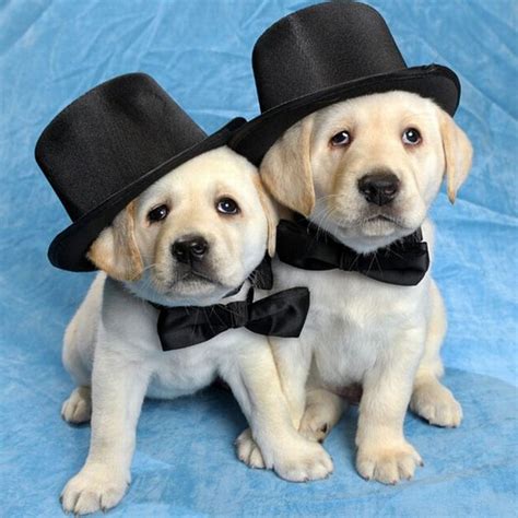 Animal Pictures 22 Adorable Animals Wearing Hats
