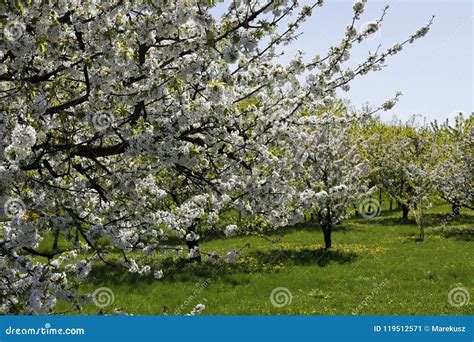 Beautiful Fruit Trees In Bloom On A Sunny Day Stock Image Image Of