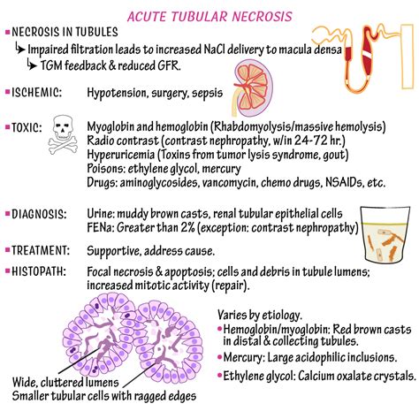 Pathology Glossary Acute Tubular Necrosis And Interstitial Nephritis
