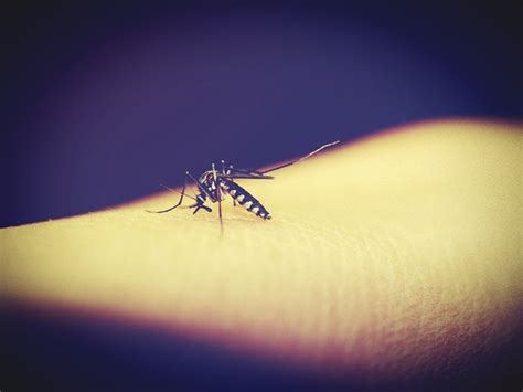 Super Resistant Mosquitoes Reduce Insecticide Levels Ielts Target
