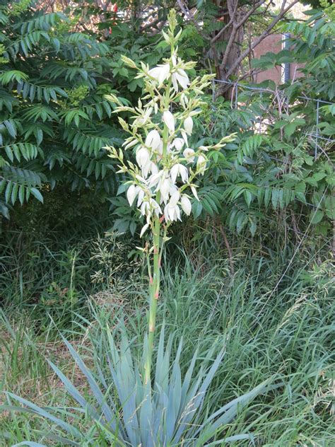 Supplemental watering is an important part of yucca flower after care. My Freezer is Full: Yucca