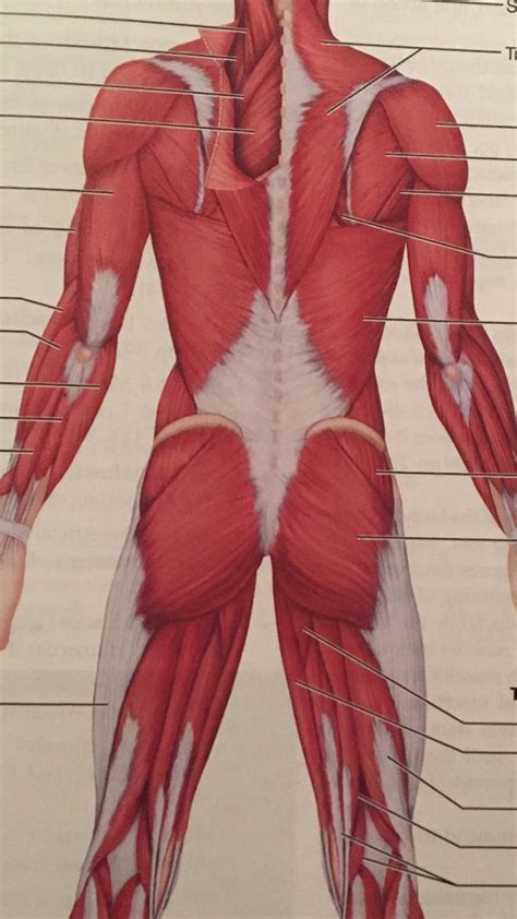 Anatomy Ch10 Muscles Posterior Shoulder Neck And Arm Diagram Quizlet
