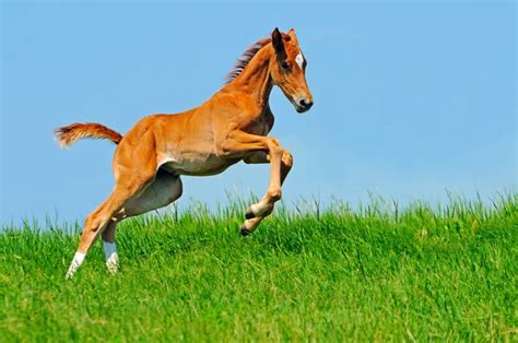Bay Horse Gallop ⬇ Stock Photo Image By © Melory 9652327