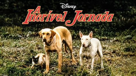 Watch The Incredible Journey 1963 Full Movie Online Free Cinefox