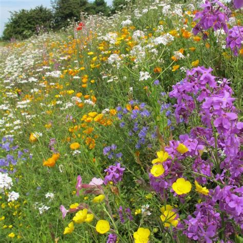 Magic Carpet Perennial Meadow Seeds Types Of Soil Planting Flowers