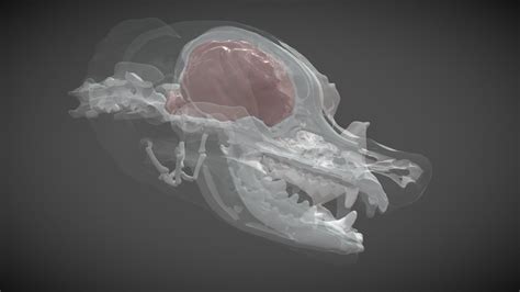 Canine Skull And Brain 3d Model By Pixelbeaker Df2586e Sketchfab