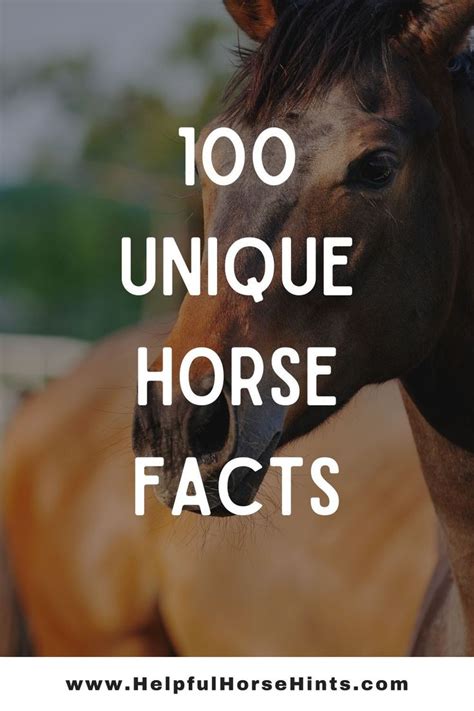100 Horse Facts Organized By Category In 2020 Horse
