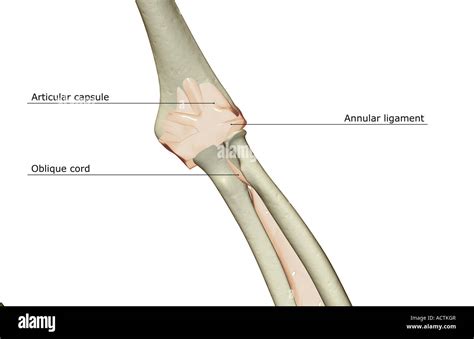 Ligaments Of The Elbow Joint Stock Photo Alamy