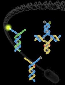 Copying errors when dna replicates or is transcribed into rna can cause changes in the sequence of bases which makes up the genetic code. Breakthrough in detecting DNA mutations could help treat ...