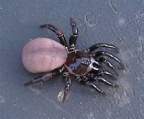 10 Legged Spider Ummidia Bugguidenet
