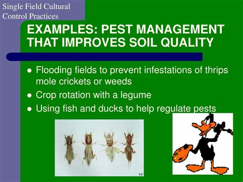 Looking for pest analysis method and examples? PPT - Control of Rice Insect Pests PowerPoint Presentation ...