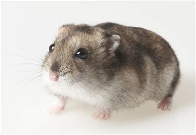 The winter white hamster, also known as the djungarian hamster or the siberian hamster is one of the most sought after dwarf hamsters out there. Winter White Vs Campbell Dwarf Hamster | The Pets Dialogue