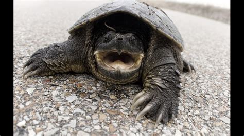A Dastardly Snapping Turtle Has You By The Finger Whats Your Next