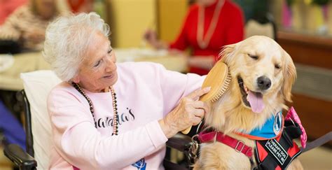 Therapy Dogs