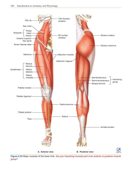 Dimitrios mytilinaios validated and aligned with popular anatomy textbooks, these muscle cheat sheets are packed with lower limb (free pdf download). Introduction to Anatomy and Physiology, Online Student ...