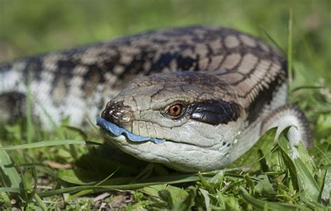 Caring For Your Blue Tongued Pet Skink
