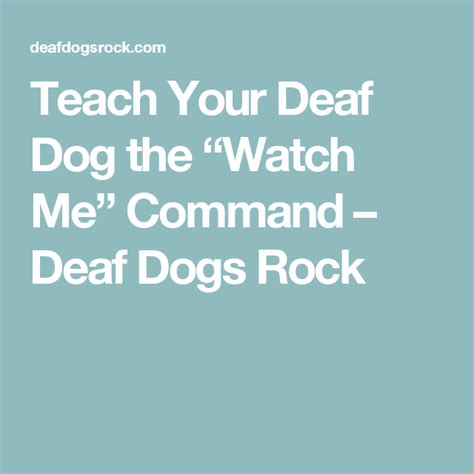 Teach Your Deaf Dog The Watch Me Command Deaf Dog Deaf Dog