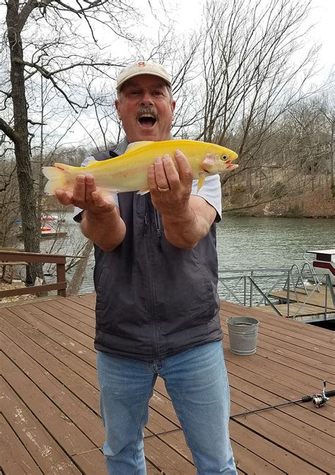Landing Two Golden Rainbow Trout A Thrill The Arkansas Democrat